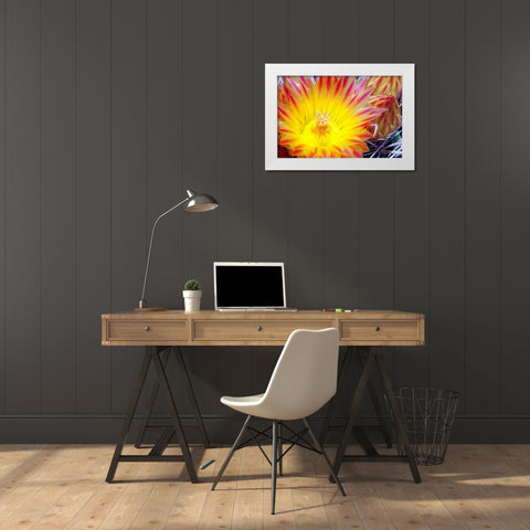 Cactus Flower I White Modern Wood Framed Art Print by Taylor, Douglas