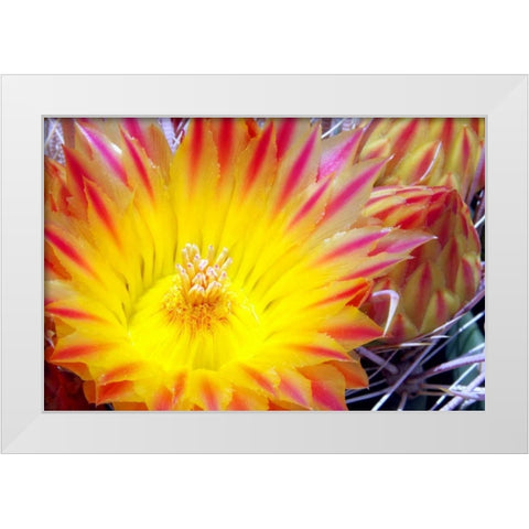 Cactus Flower I White Modern Wood Framed Art Print by Taylor, Douglas