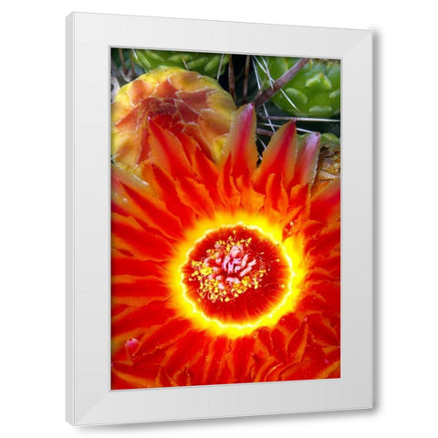 Cactus Flower VI White Modern Wood Framed Art Print by Taylor, Douglas