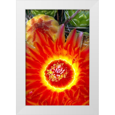 Cactus Flower VI White Modern Wood Framed Art Print by Taylor, Douglas