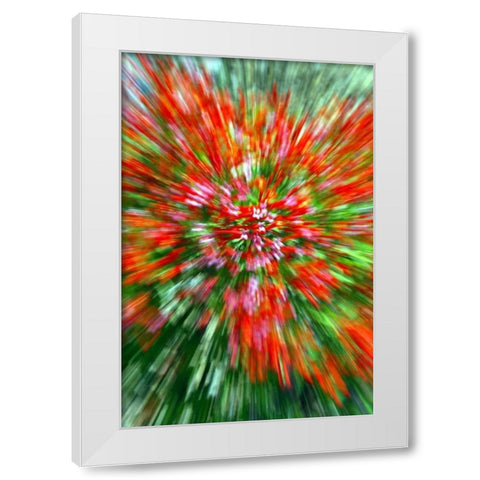 Firecracker Bush White Modern Wood Framed Art Print by Taylor, Douglas