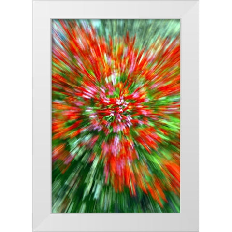Firecracker Bush White Modern Wood Framed Art Print by Taylor, Douglas