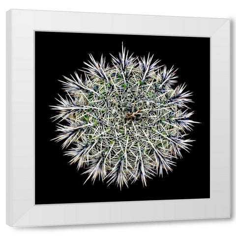 Saguaro Mandala I White Modern Wood Framed Art Print by Taylor, Douglas