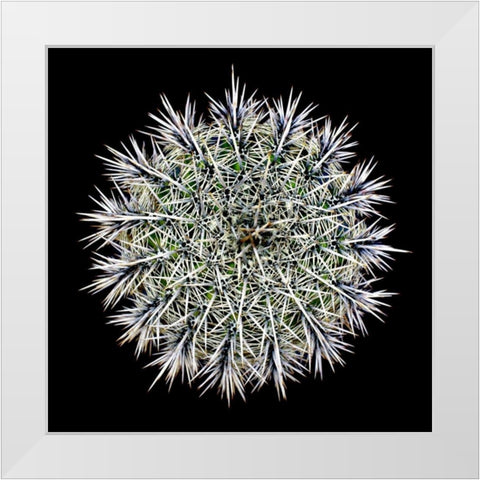 Saguaro Mandala I White Modern Wood Framed Art Print by Taylor, Douglas