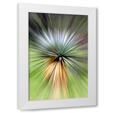 Mountain Yucca White Modern Wood Framed Art Print by Taylor, Douglas