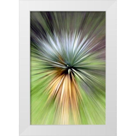 Mountain Yucca White Modern Wood Framed Art Print by Taylor, Douglas
