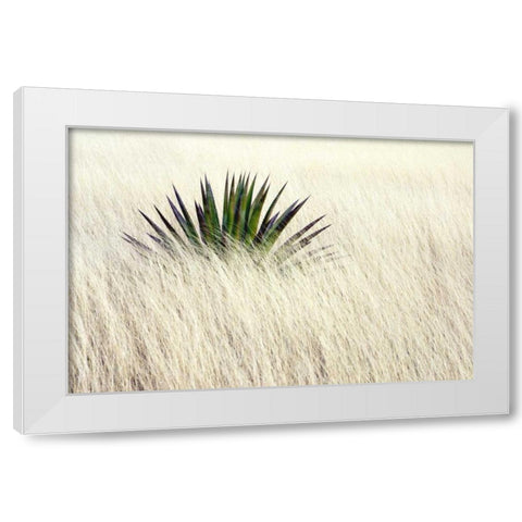 Agave II White Modern Wood Framed Art Print by Taylor, Douglas