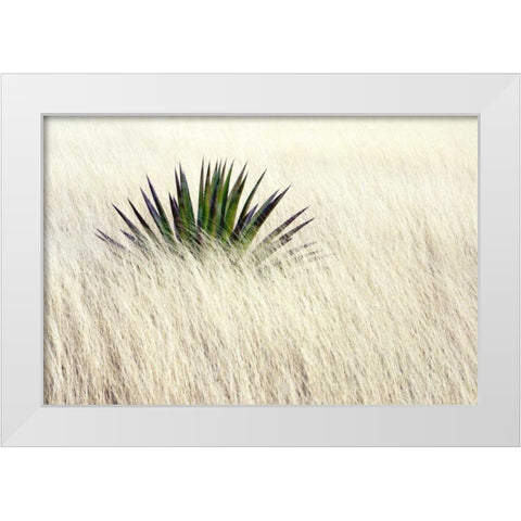 Agave II White Modern Wood Framed Art Print by Taylor, Douglas