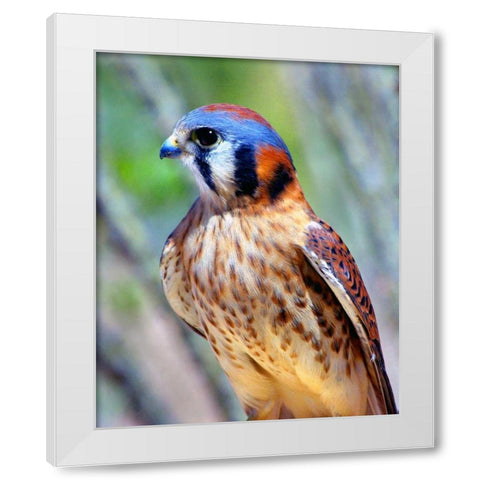 American Kestrel White Modern Wood Framed Art Print by Taylor, Douglas