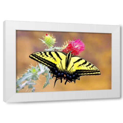 Swallowtail White Modern Wood Framed Art Print by Taylor, Douglas