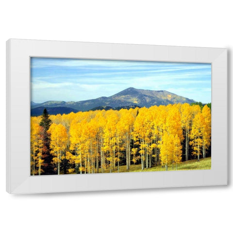 Aspens of Autumn I White Modern Wood Framed Art Print by Taylor, Douglas
