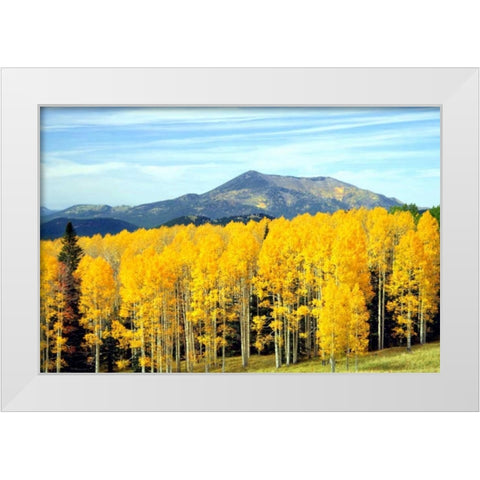 Aspens of Autumn I White Modern Wood Framed Art Print by Taylor, Douglas