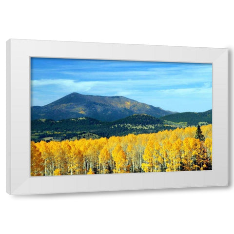 Aspens of Autumn II White Modern Wood Framed Art Print by Taylor, Douglas