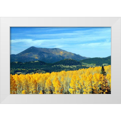 Aspens of Autumn II White Modern Wood Framed Art Print by Taylor, Douglas