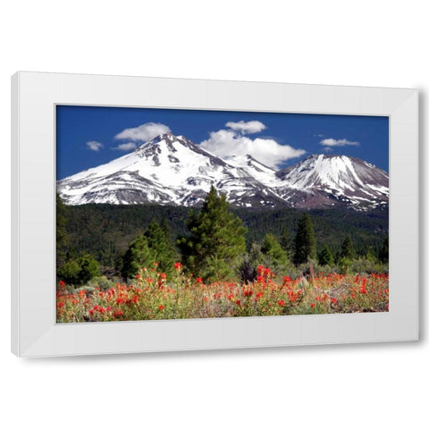 Indian Paintbrush White Modern Wood Framed Art Print by Taylor, Douglas