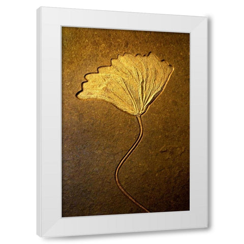 Crinoids II White Modern Wood Framed Art Print by Taylor, Douglas