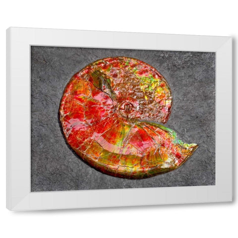 Ammonite in Matrix White Modern Wood Framed Art Print by Taylor, Douglas
