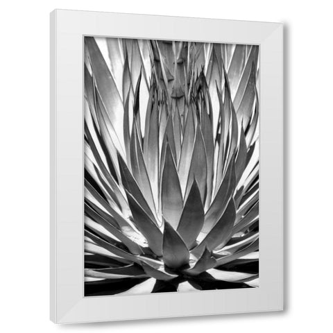 Agave Finale BW White Modern Wood Framed Art Print by Taylor, Douglas