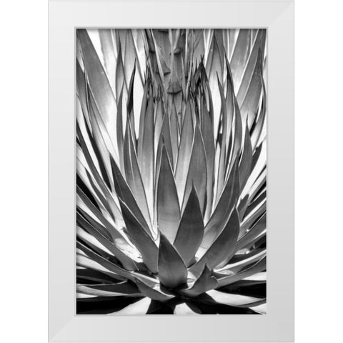 Agave Finale BW White Modern Wood Framed Art Print by Taylor, Douglas