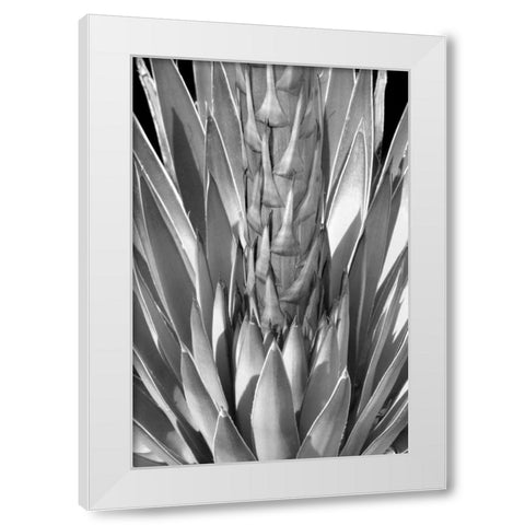 Flowering Agave BW White Modern Wood Framed Art Print by Taylor, Douglas