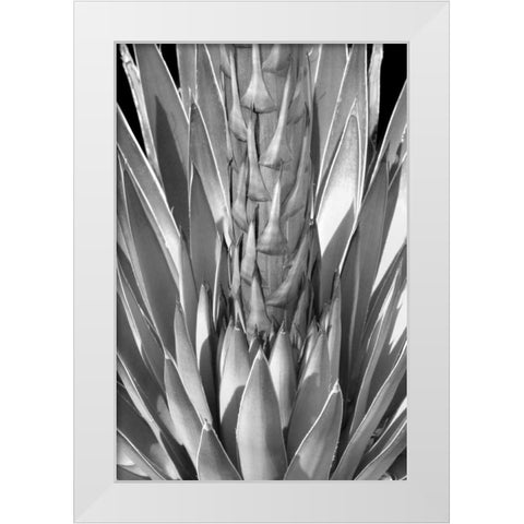 Flowering Agave BW White Modern Wood Framed Art Print by Taylor, Douglas
