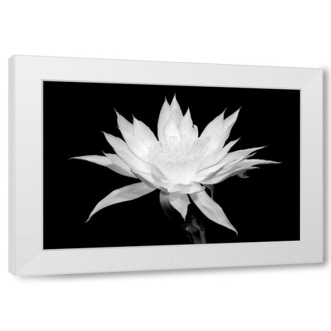 Cereus BW White Modern Wood Framed Art Print by Taylor, Douglas