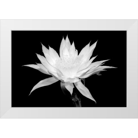 Cereus BW White Modern Wood Framed Art Print by Taylor, Douglas