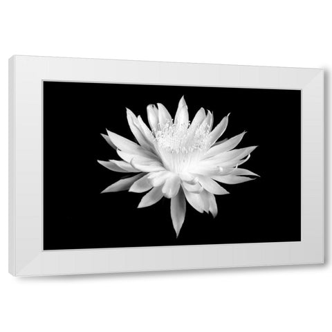Queen of the Night BW I White Modern Wood Framed Art Print by Taylor, Douglas