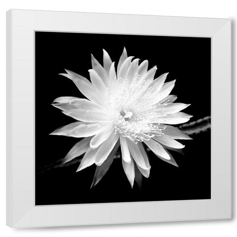 Queen of the Night BW II White Modern Wood Framed Art Print by Taylor, Douglas