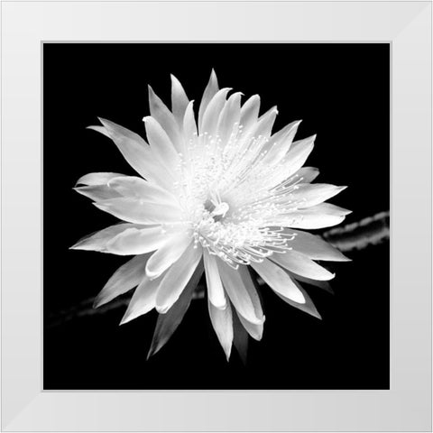 Queen of the Night BW II White Modern Wood Framed Art Print by Taylor, Douglas