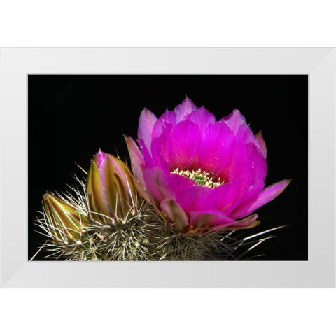 Hedgehog Flowers I White Modern Wood Framed Art Print by Taylor, Douglas