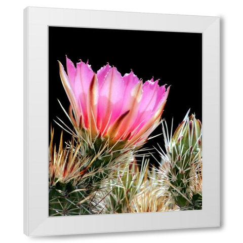Armed and Beautiful White Modern Wood Framed Art Print by Taylor, Douglas