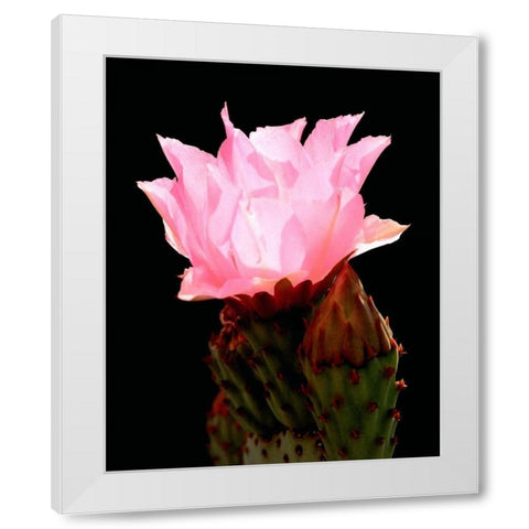 Beaver Tail Cactus Flower White Modern Wood Framed Art Print by Taylor, Douglas