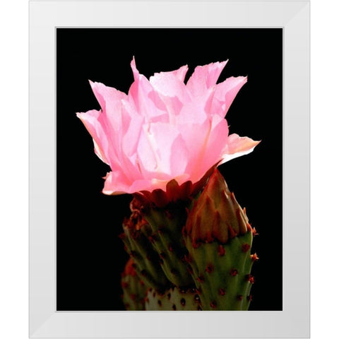 Beaver Tail Cactus Flower White Modern Wood Framed Art Print by Taylor, Douglas