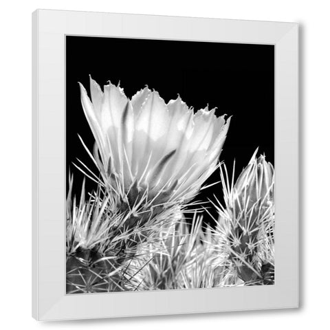 Armed and Beautiful BW White Modern Wood Framed Art Print by Taylor, Douglas