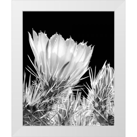 Armed and Beautiful BW White Modern Wood Framed Art Print by Taylor, Douglas
