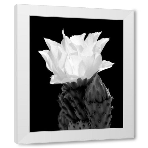 Beaver Tail Cactus Flower BW White Modern Wood Framed Art Print by Taylor, Douglas