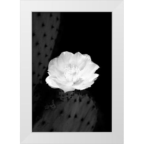 Prickly Pear Cactus Blossom BW White Modern Wood Framed Art Print by Taylor, Douglas