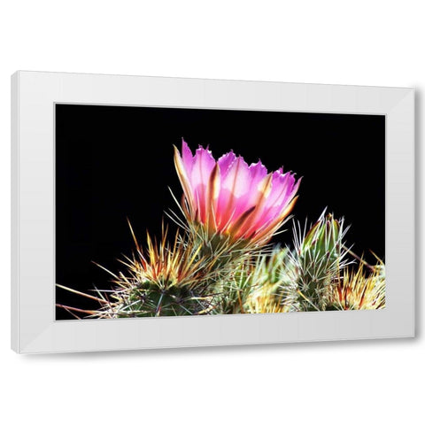 Pretty in Pink White Modern Wood Framed Art Print by Taylor, Douglas