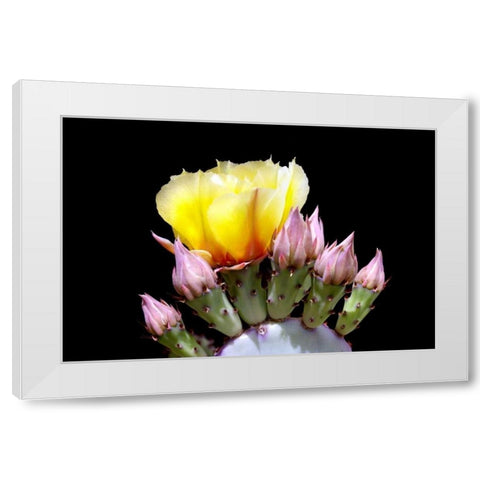 Prickly Pear Blossom and Buds White Modern Wood Framed Art Print by Taylor, Douglas
