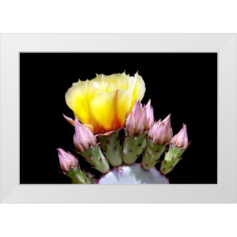 Prickly Pear Blossom and Buds White Modern Wood Framed Art Print by Taylor, Douglas
