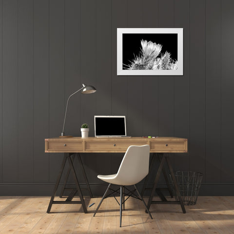 Hedgehog Cactus Flower BW White Modern Wood Framed Art Print by Taylor, Douglas