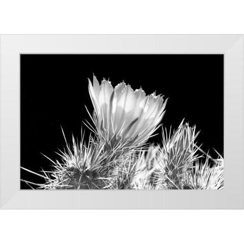 Hedgehog Cactus Flower BW White Modern Wood Framed Art Print by Taylor, Douglas