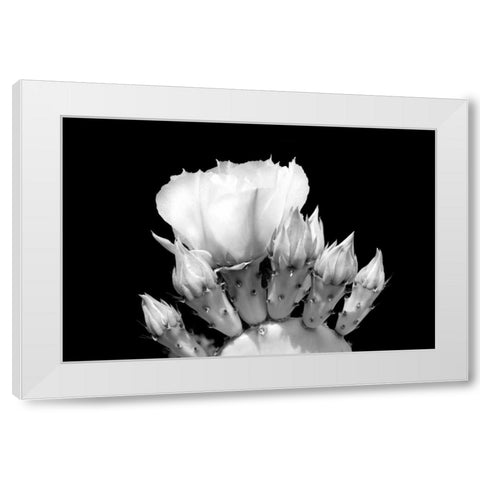 Prickly Pear Blossom and Buds BW White Modern Wood Framed Art Print by Taylor, Douglas
