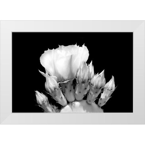 Prickly Pear Blossom and Buds BW White Modern Wood Framed Art Print by Taylor, Douglas