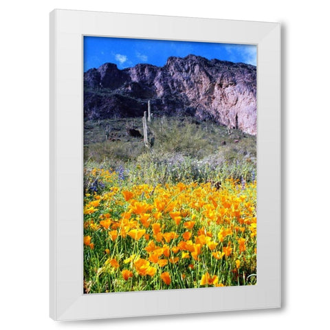 Picacho Peak Wildflowers White Modern Wood Framed Art Print by Taylor, Douglas
