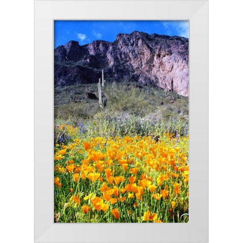 Picacho Peak Wildflowers White Modern Wood Framed Art Print by Taylor, Douglas