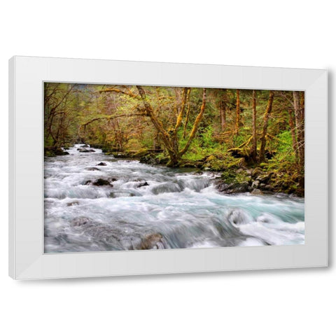 Rainforest River I White Modern Wood Framed Art Print by Taylor, Douglas