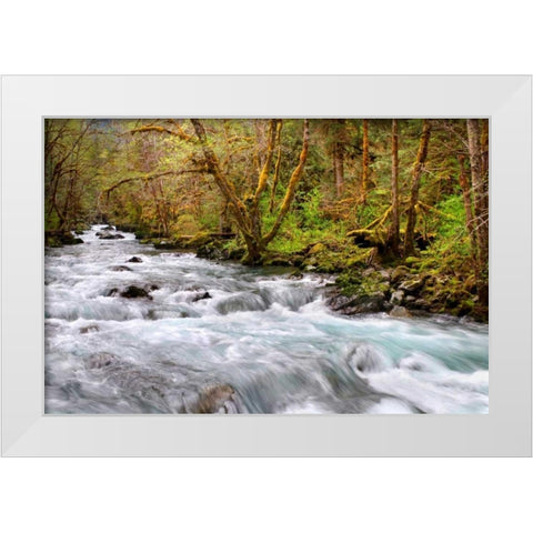 Rainforest River I White Modern Wood Framed Art Print by Taylor, Douglas