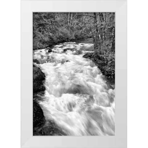 Hamma Hamma River BW White Modern Wood Framed Art Print by Taylor, Douglas